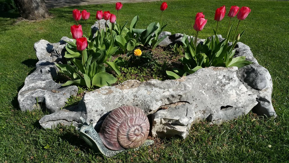 Червени лалета в каменно сандъче и каменен охлюв